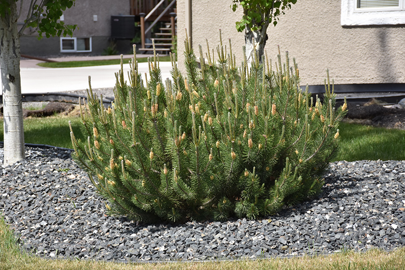 Mugo Pine (Pinus mugo) at Jensen's Nursery & Landscaping