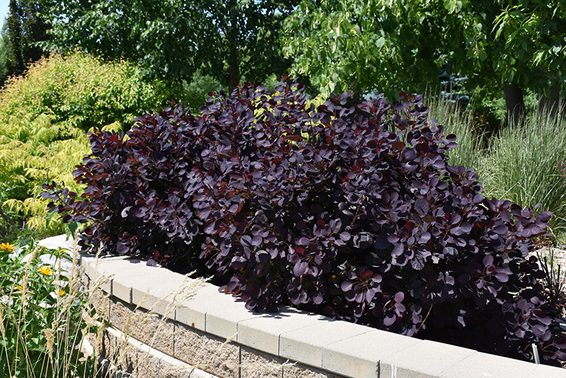 Royal Purple Smokebush (Cotinus coggygria 'Royal Purple') at Jensen's Nursery & Landscaping