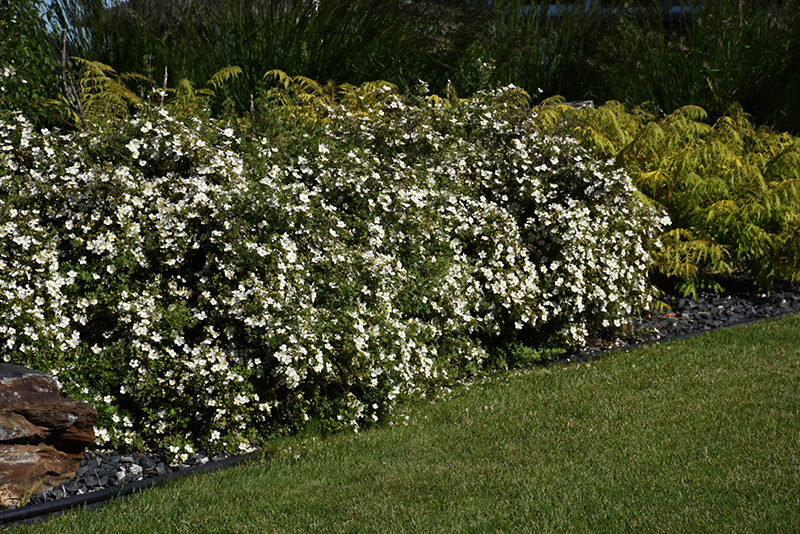 McKay's White Potentilla (Potentilla fruticosa 'McKay's White') at Jensen's Nursery & Landscaping