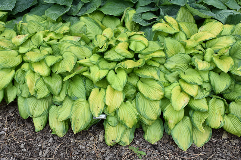 Stained Glass Hosta (Hosta 'Stained Glass') at Jensen's Nursery & Landscaping