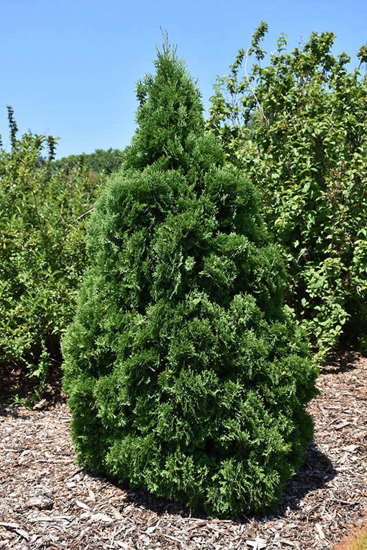 Holmstrup Arborvitae (Thuja occidentalis 'Holmstrup') at Jensen's Nursery & Landscaping