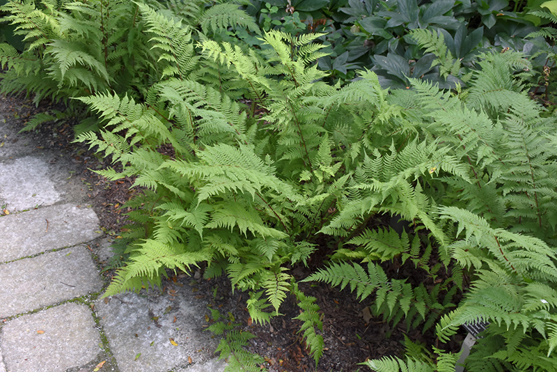 Lady in Red Fern (Athyrium filix-femina 'Lady in Red') at Jensen's Nursery & Landscaping