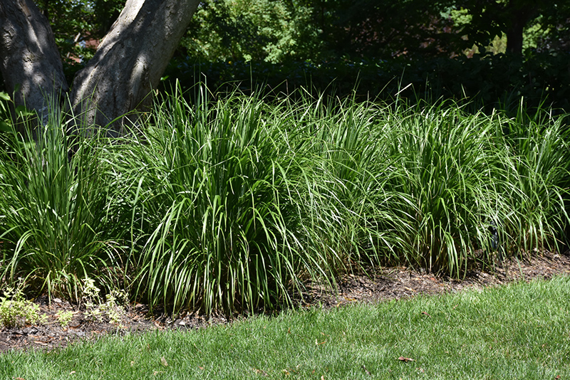 Korean Reed Grass (Calamagrostis brachytricha) at Jensen's Nursery & Landscaping