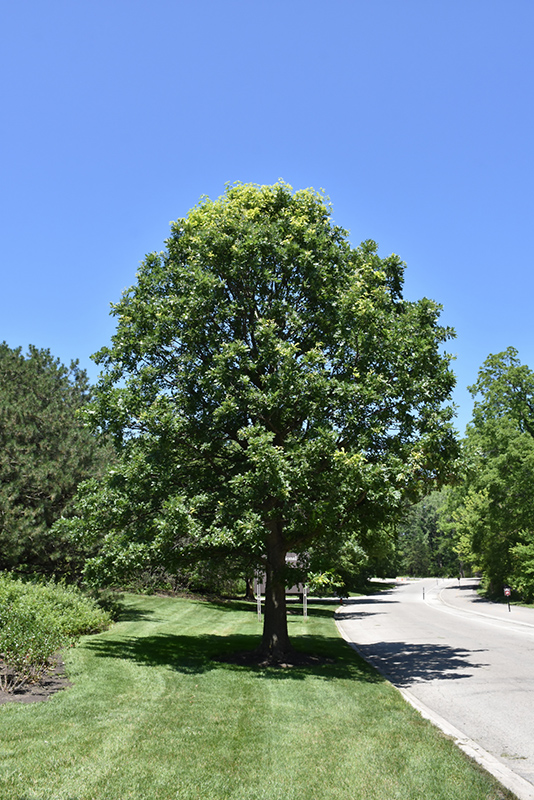 Bur Oak (Quercus macrocarpa) at Jensen's Nursery & Landscaping