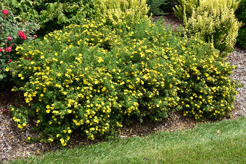 Happy Face Yellow Potentilla (Potentilla fruticosa 'Lundy') at Jensen's Nursery & Landscaping
