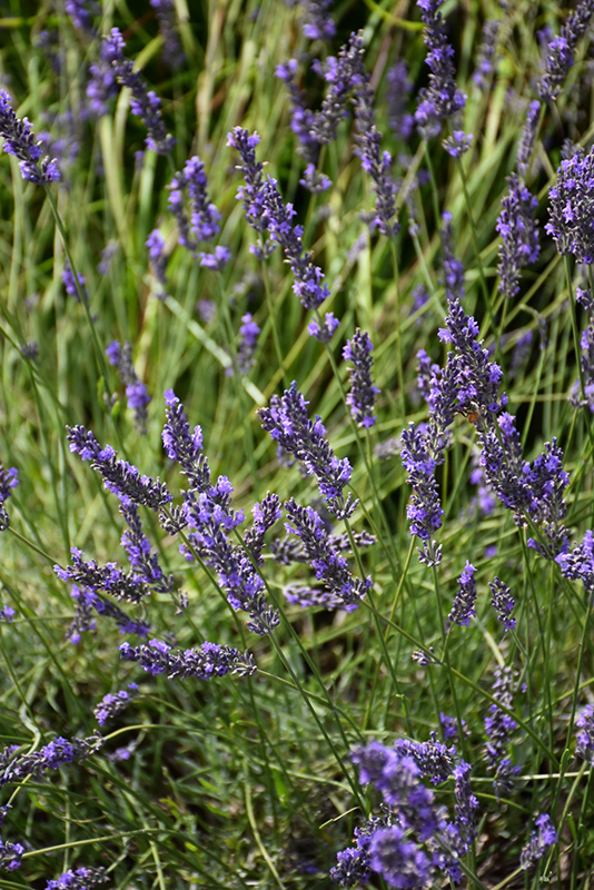 Phenomenal Lavender (Lavandula x intermedia 'Phenomenal') at Jensen's Nursery & Landscaping