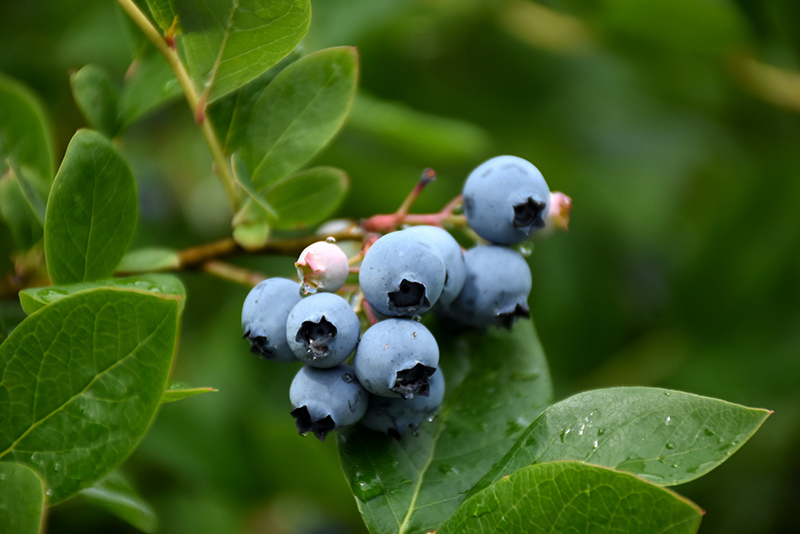 Northcountry Blueberry (Vaccinium 'Northcountry') at Jensen's Nursery & Landscaping