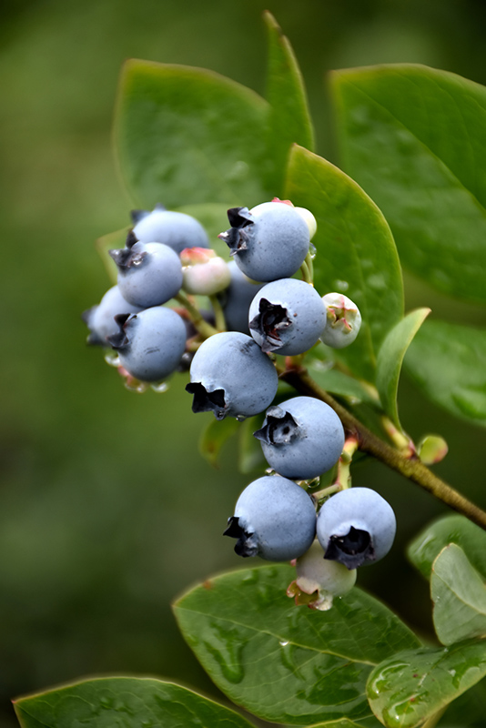 Northblue Blueberry (Vaccinium 'Northblue') at Jensen's Nursery & Landscaping