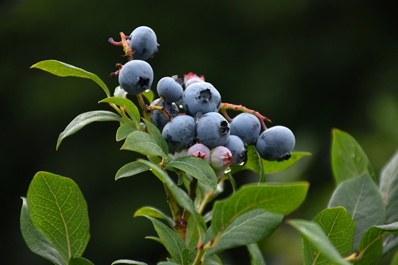 Northland Blueberry (Vaccinium corymbosum 'Northland') at Jensen's Nursery & Landscaping