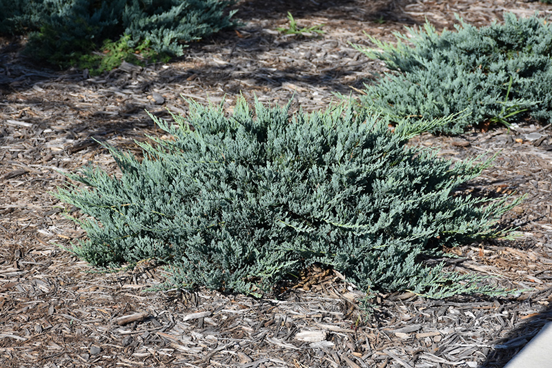 Blue Chip Juniper (Juniperus horizontalis 'Blue Chip') at Jensen's Nursery & Landscaping