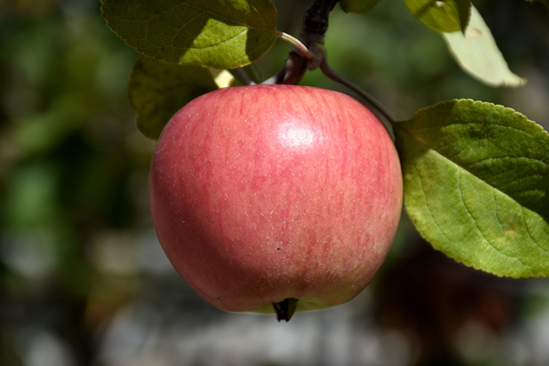 Prairie Magic Apple (Malus 'Prairie Magic') at Jensen's Nursery & Landscaping