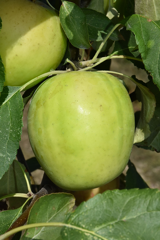 Norkent Apple (Malus 'Norkent') at Jensen's Nursery & Landscaping
