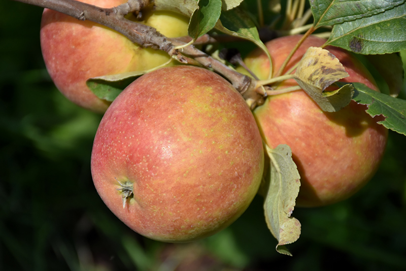 Odyssey Apple (Malus 'Jefsey') at Jensen's Nursery & Landscaping