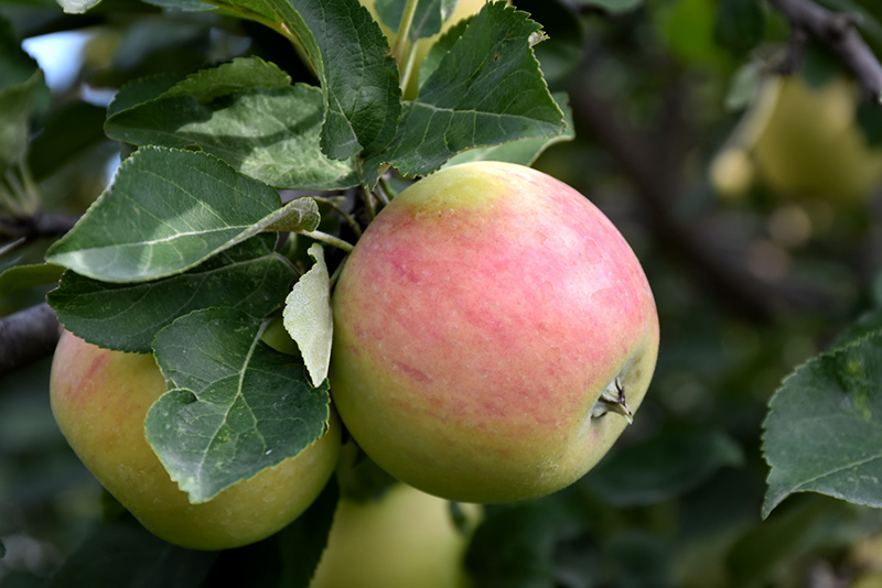 Goodland Apple (Malus 'Goodland') at Jensen's Nursery & Landscaping