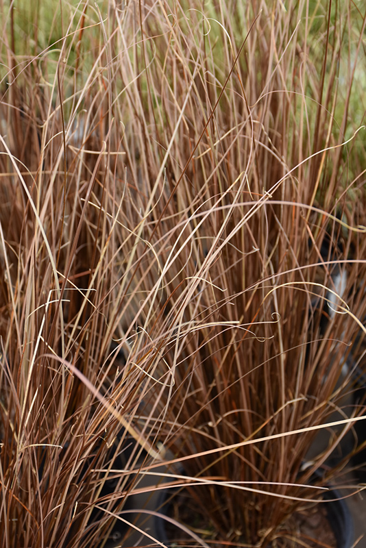 Red Rooster Sedge (Carex buchananii 'Red Rooster') at Jensen's Nursery & Landscaping