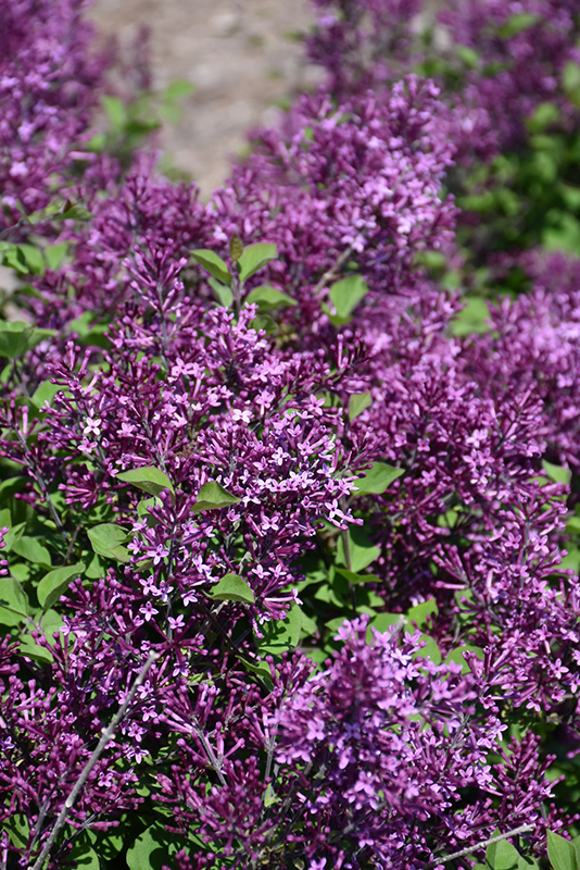 Bloomerang Dark Purple Lilac (Syringa 'SMSJBP7') at Jensen's Nursery & Landscaping