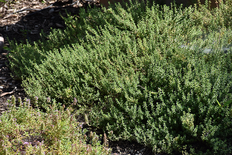 Common Thyme (Thymus vulgaris) at Jensen's Nursery & Landscaping