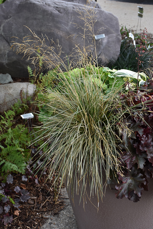 Northern Lights Tufted Hair Grass (Deschampsia cespitosa 'Northern Lights') at Jensen's Nursery & Landscaping
