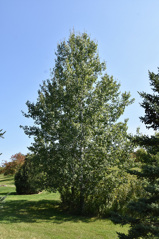 Trembling Aspen (Populus tremuloides) at Jensen's Nursery & Landscaping