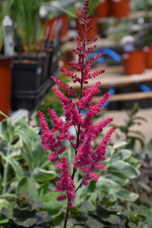 Mighty Chocolate Cherry Chinese Astilbe (Astilbe chinensis 'Mighty Chocolate Cherry') at Jensen's Nursery & Landscaping
