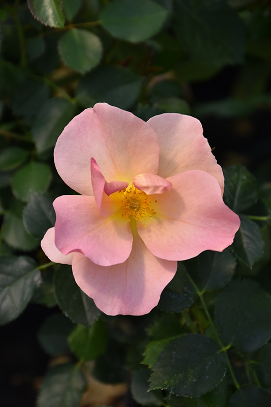 Chinook Rose (Rosa 'VLR001') at Jensen's Nursery & Landscaping