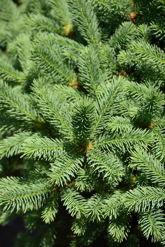 Meyer's Blue Spruce (Picea meyeri) at Jensen's Nursery & Landscaping