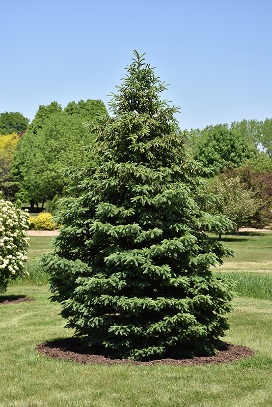 Black Hills Spruce (Picea glauca var. densata) at Jensen's Nursery & Landscaping