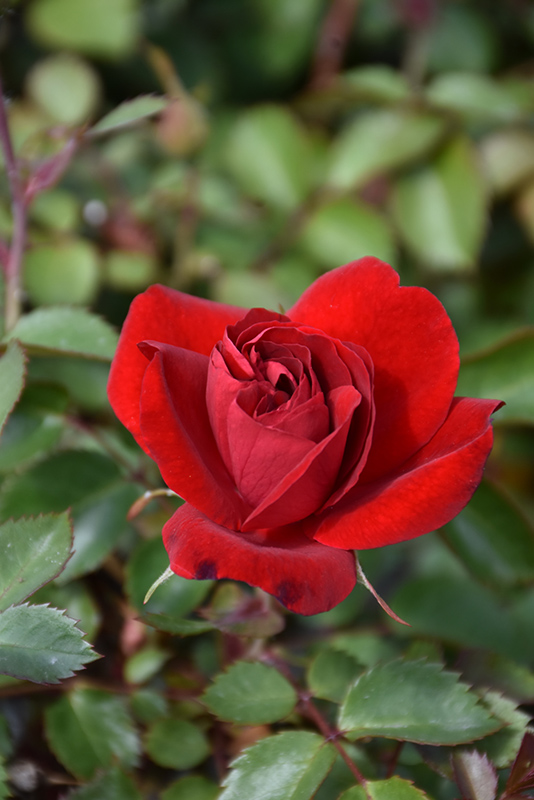 Canadian Shield Rose (Rosa 'CCA576') at Jensen's Nursery & Landscaping