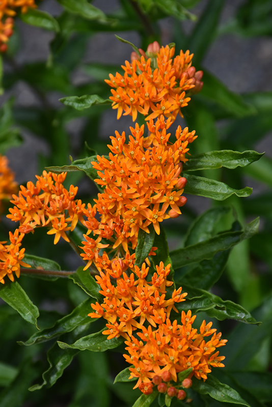 Butterfly Weed (Asclepias tuberosa) at Jensen's Nursery & Landscaping
