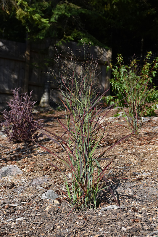 Hot Rod Switch Grass (Panicum virgatum 'Hot Rod') at Jensen's Nursery & Landscaping