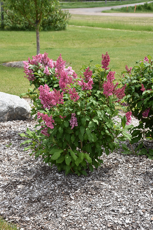 Pinktini Lilac (Syringa x prestoniae 'Jeftin') at Jensen's Nursery & Landscaping
