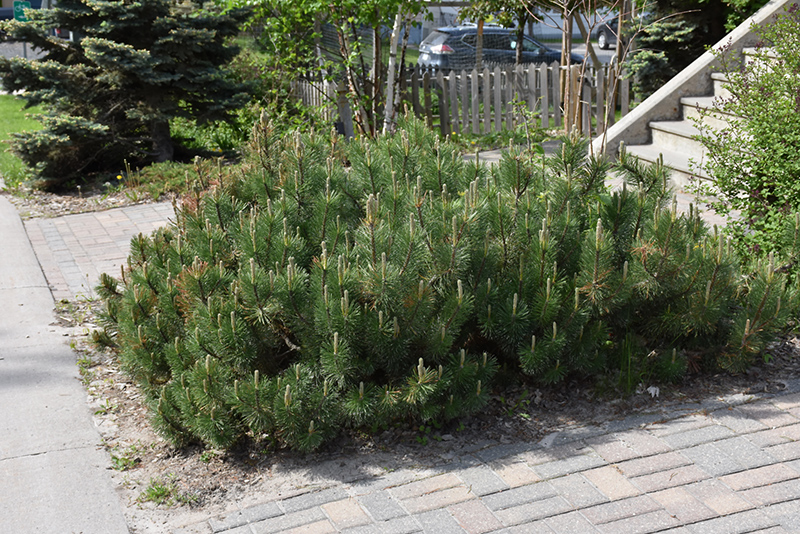 Dwarf Mugo Pine (Pinus mugo var. pumilio) at Jensen's Nursery & Landscaping