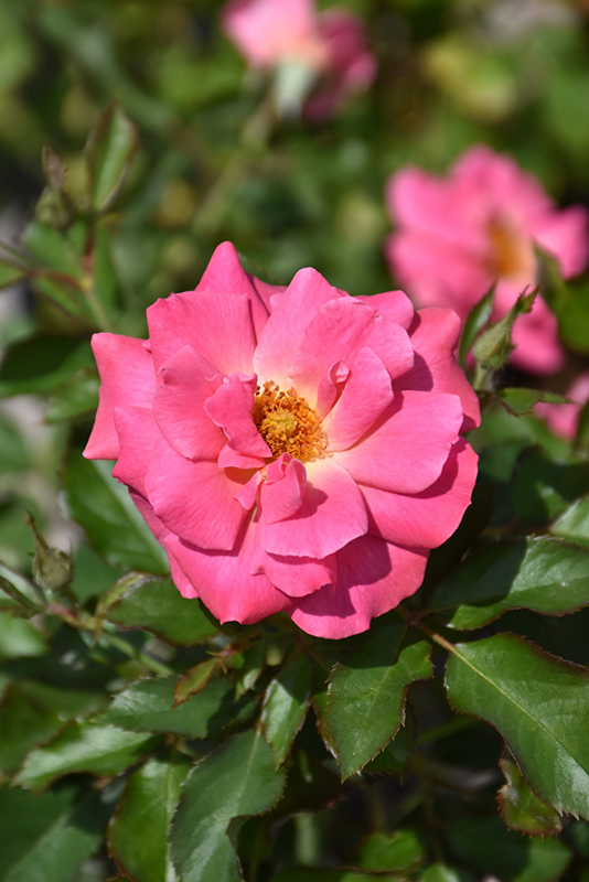 Aurora Borealis Rose (Rosa 'VLR002') at Jensen's Nursery & Landscaping