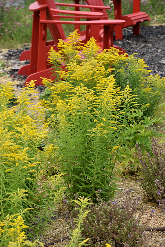 Canadian Goldenrod (Solidago canadensis) at Jensen's Nursery & Landscaping