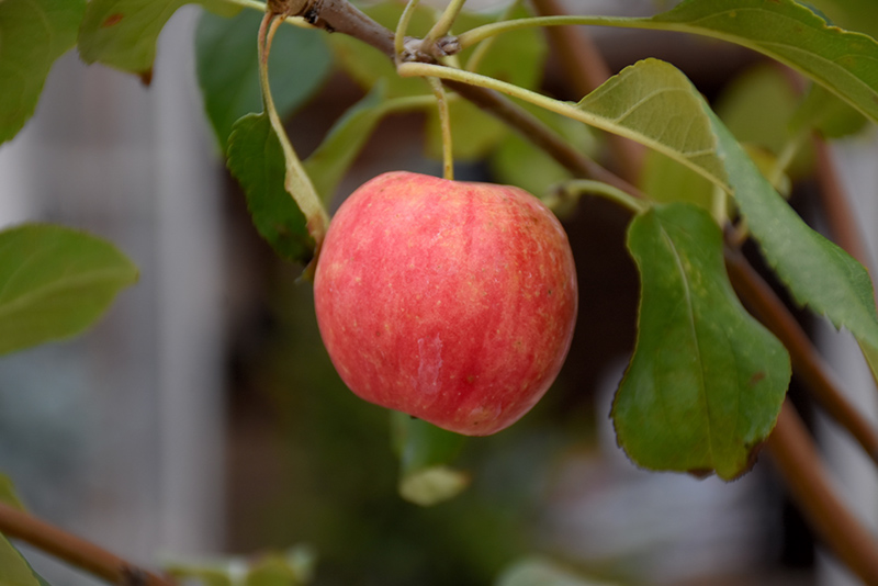 Rescue Apple-Crab (Malus 'Rescue') at Jensen's Nursery & Landscaping