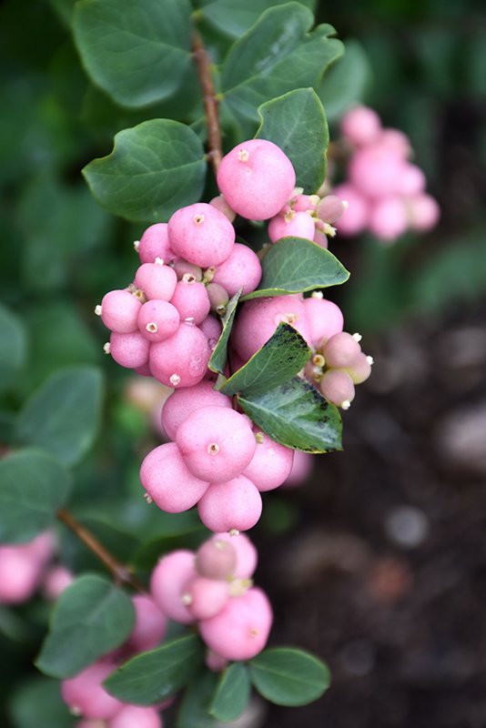 Pinky Promise Snowberry (Symphoricarpos 'Kolmpica') at Jensen's Nursery & Landscaping