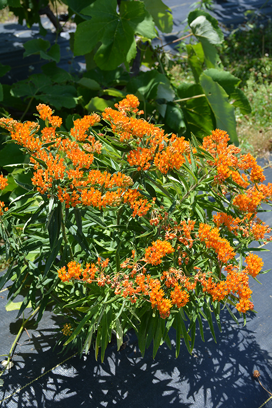 Butterfly Weed (Asclepias tuberosa) at Jensen's Nursery & Landscaping