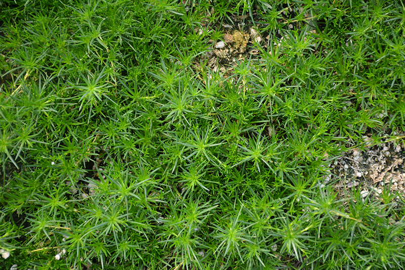 Irish Moss (Sagina subulata) at Jensen's Nursery & Landscaping