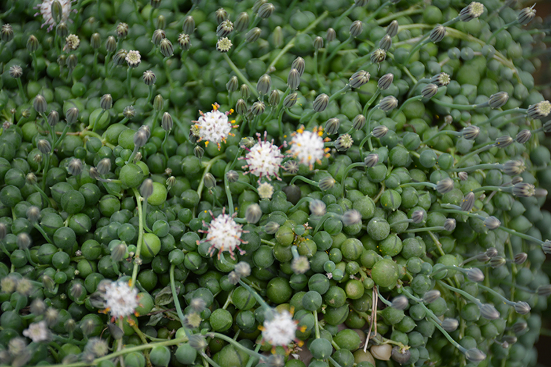 String Of Pearls (Senecio rowleyanus) at Jensen's Nursery & Landscaping