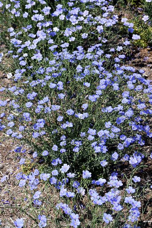 Sapphire Perennial Flax (Linum perenne 'Sapphire') at Jensen's Nursery & Landscaping