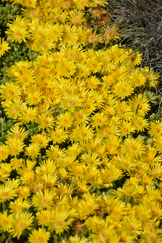 Yellow Ice Plant (Delosperma nubigenum) at Jensen's Nursery & Landscaping