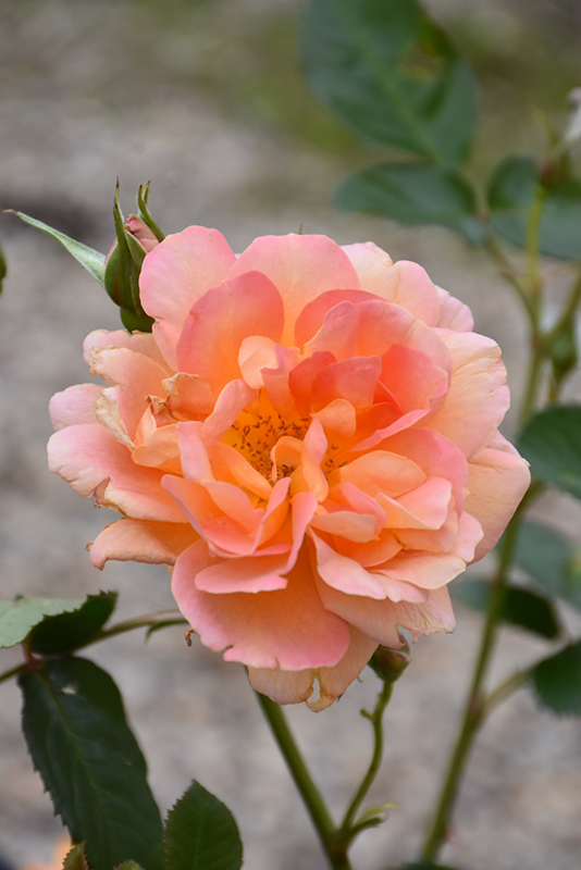 Marmalade Dream Rose (Rosa 'Marmalade Dream') at Jensen's Nursery & Landscaping
