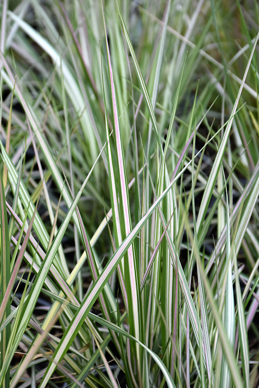 Lightning Strike Variegated Reed Grass (Calamagrostis x acutiflora 'Lightning Strike') at Jensen's Nursery & Landscaping