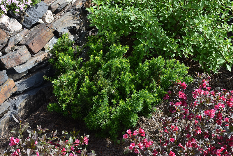 Morden Japanese Yew (Taxus cuspidata 'Morden') at Jensen's Nursery & Landscaping