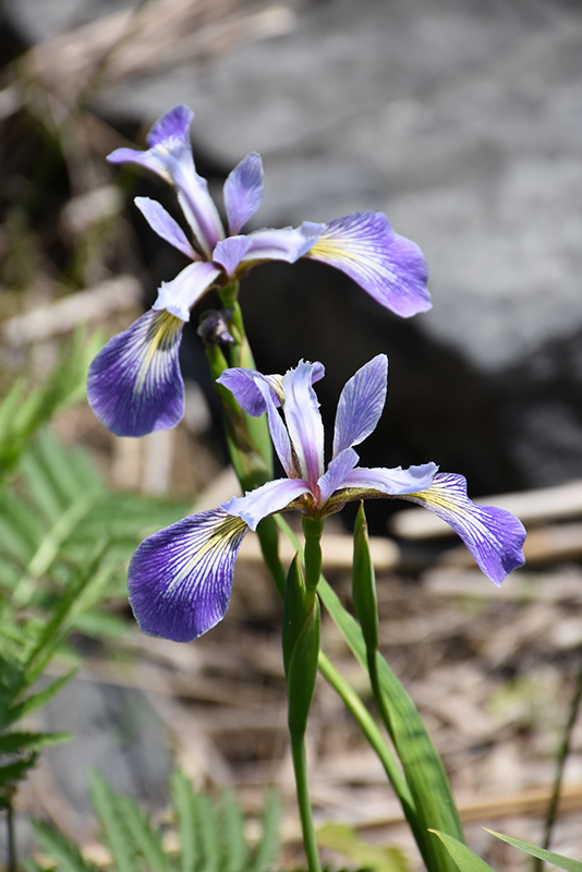 Blue Flag Iris (Iris versicolor) at Jensen's Nursery & Landscaping