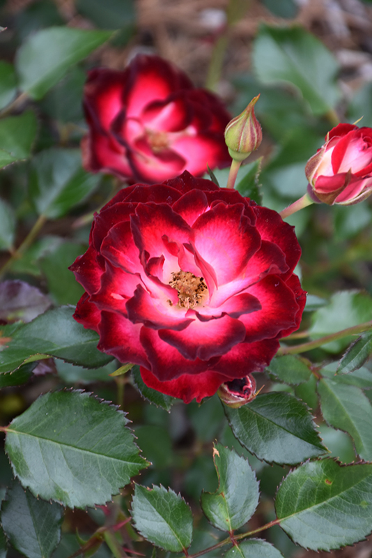 Never Alone Rose (Rosa 'CNLA 362') at Jensen's Nursery & Landscaping
