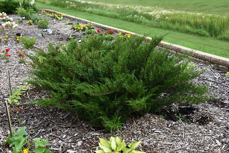 Savin Juniper (Juniperus sabina) at Jensen's Nursery & Landscaping