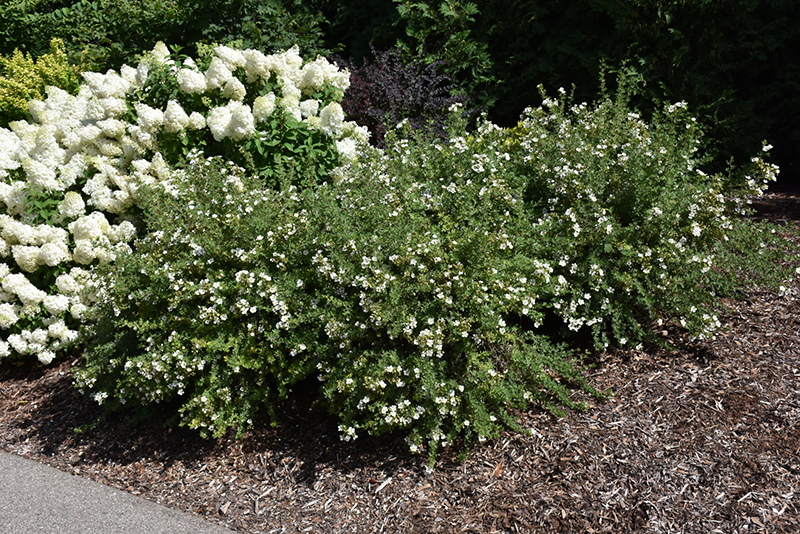 Happy Face White Potentilla (Potentilla fruticosa 'White Lady') at Jensen's Nursery & Landscaping