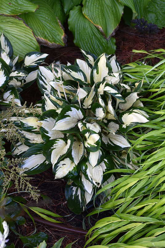 Fire and Ice Hosta (Hosta 'Fire and Ice') at Jensen's Nursery & Landscaping