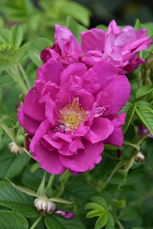 Purple Pavement Rose (Rosa 'Purple Pavement') at Jensen's Nursery & Landscaping
